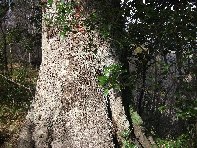 Ilice_della_Portella - Quercus_ilex_20101205 031.jpg